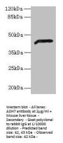 ADH7 Antibody