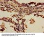 ADH7 Antibody