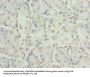 ADH7 Antibody