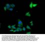 ADH7 Antibody