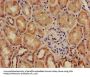 ADM Antibody