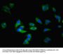 ADORA1 Antibody