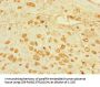 ADORA2A Antibody