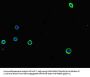 ADORA2A Antibody