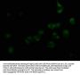 ADRA1A Antibody