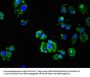 ADRB3 Antibody