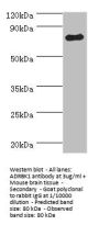 GRK2 Antibody