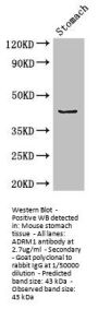 ADRM1 Antibody
