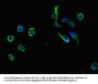 ADRM1 Antibody