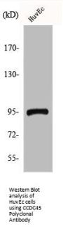CEP95 Antibody