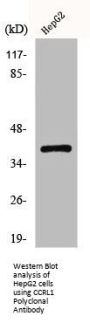 ACKR4 Antibody