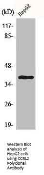CCRL2 Antibody