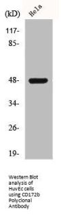 SIRPB1 Antibody