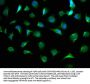 AGL Antibody