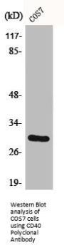 CD40 Antibody