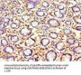 Rabbit anti-human Anterior gradient protein 2 homolog polyclonal Antibody(AGR2)
