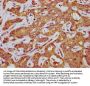 AGT Antibody