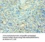AGT Antibody