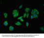 AGT Antibody