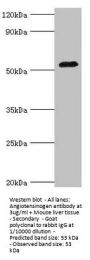 AGT Antibody