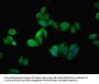 AGT Antibody