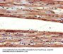AGTR1 Antibody