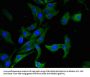 AHRR Antibody