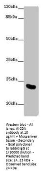 AICDA Antibody
