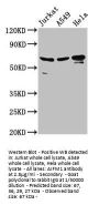 AIFM1 Antibody