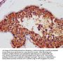 AIFM1 Antibody