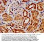 AIFM1 Antibody