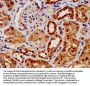 AIFM1 Antibody