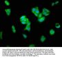 AIFM1 Antibody