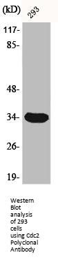 CDK1 Antibody