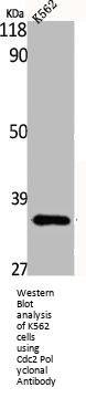 CDK1 Antibody