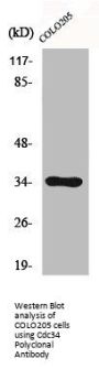 CDC34 Antibody