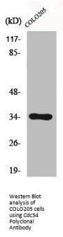 CDC34 Antibody