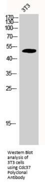 CDC37 Antibody