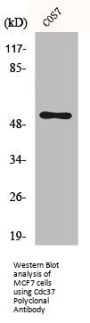CDC37 Antibody
