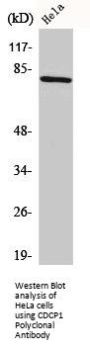 CDCP1 Antibody