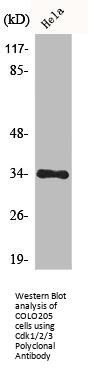 CDK1/CDK2/CDK3 Antibody