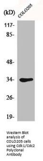 CDK1 Antibody