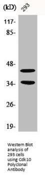 CDK10 Antibody