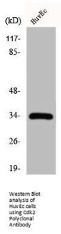 CDK2 Antibody