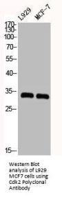CDK2 Antibody