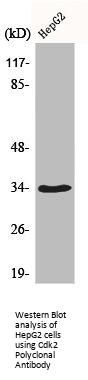 CDK2 Antibody