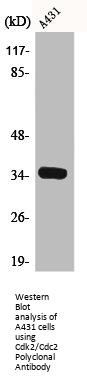 CDK2 Antibody