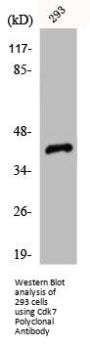 CDK7 Antibody