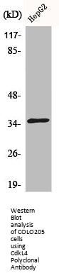 CDKL4 Antibody
