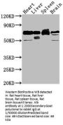 Alb Antibody